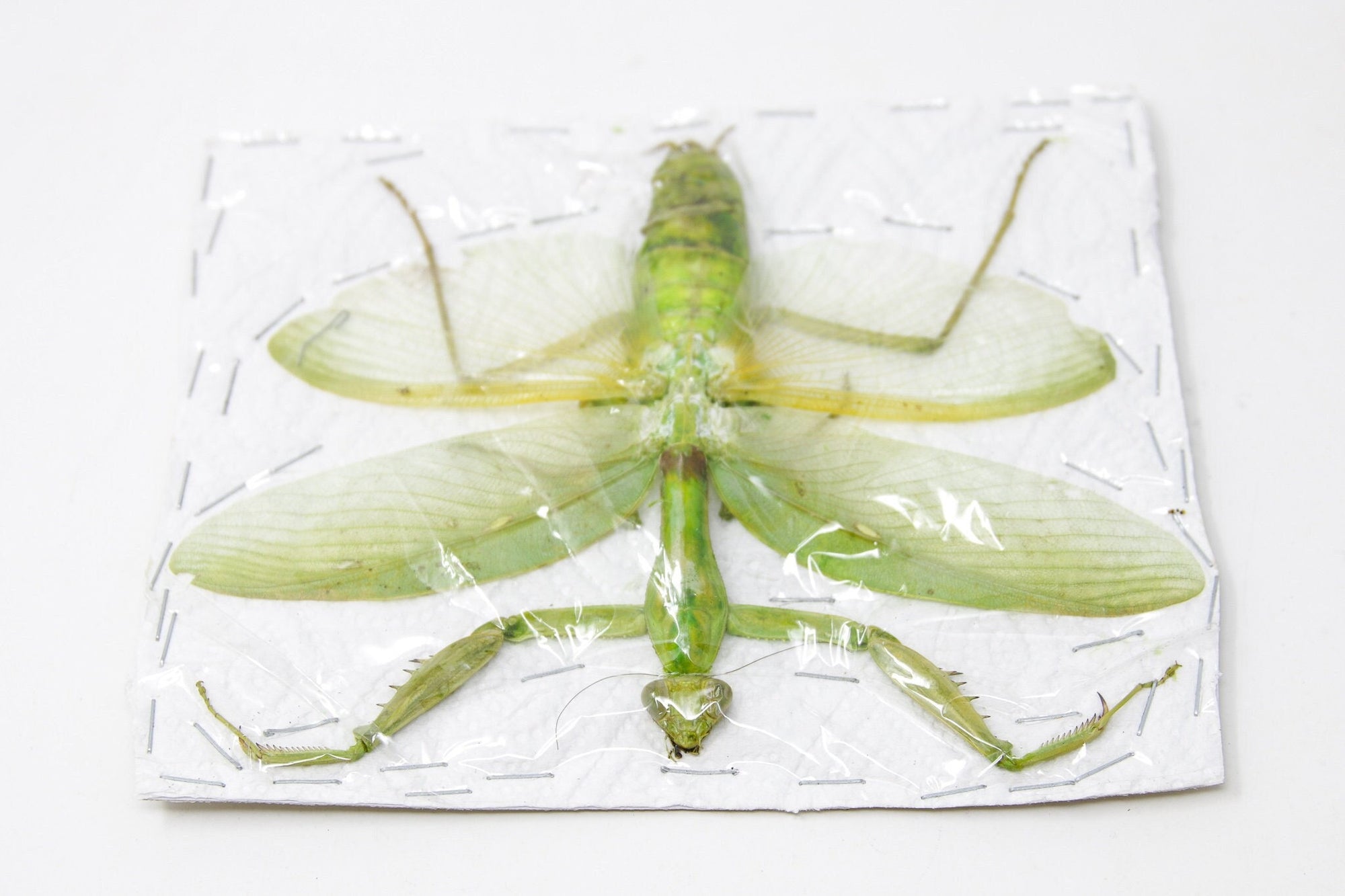 Insect Specimen from Thailand 2021 Green Mantis (A-/A2 Imperfect Specimen)