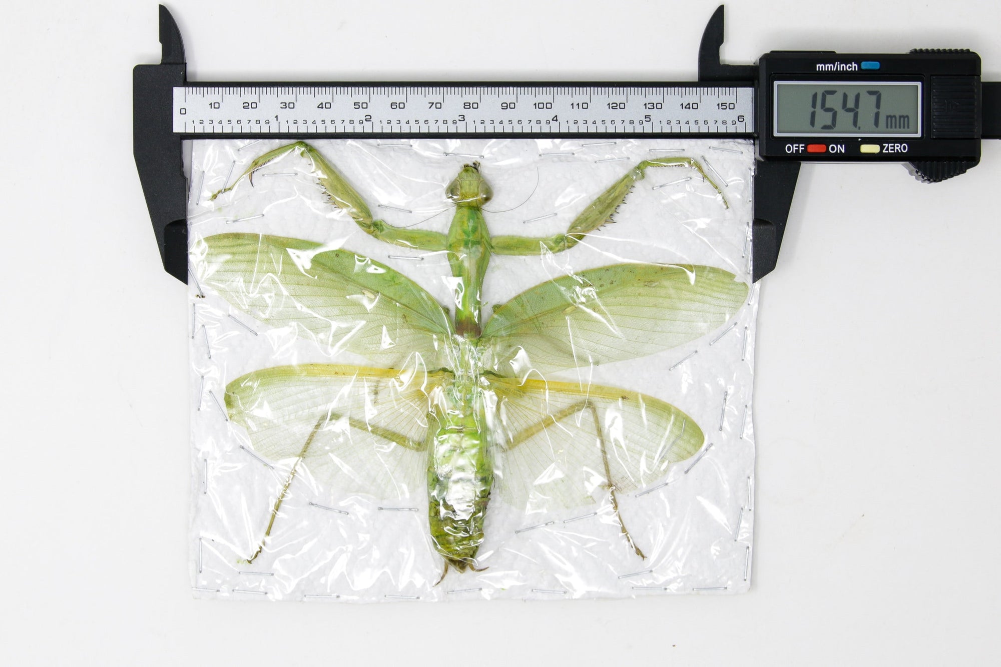1 x Green Praying Mantis Thailand, Spread Specimens, Taxidermy Entomology