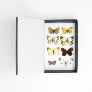 A Boxed Collection of Pretty Vintage Butterflies with Scientific Collection Data, A1 Quality, Entomology, Real Lepidoptera Specimens #AU05