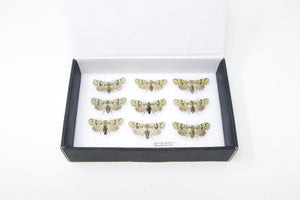 A Boxed Collection of Pretty Vintage Moths with Scientific Collection Data, A1 Quality, Entomology, Real Lepidoptera Specimens #AU06