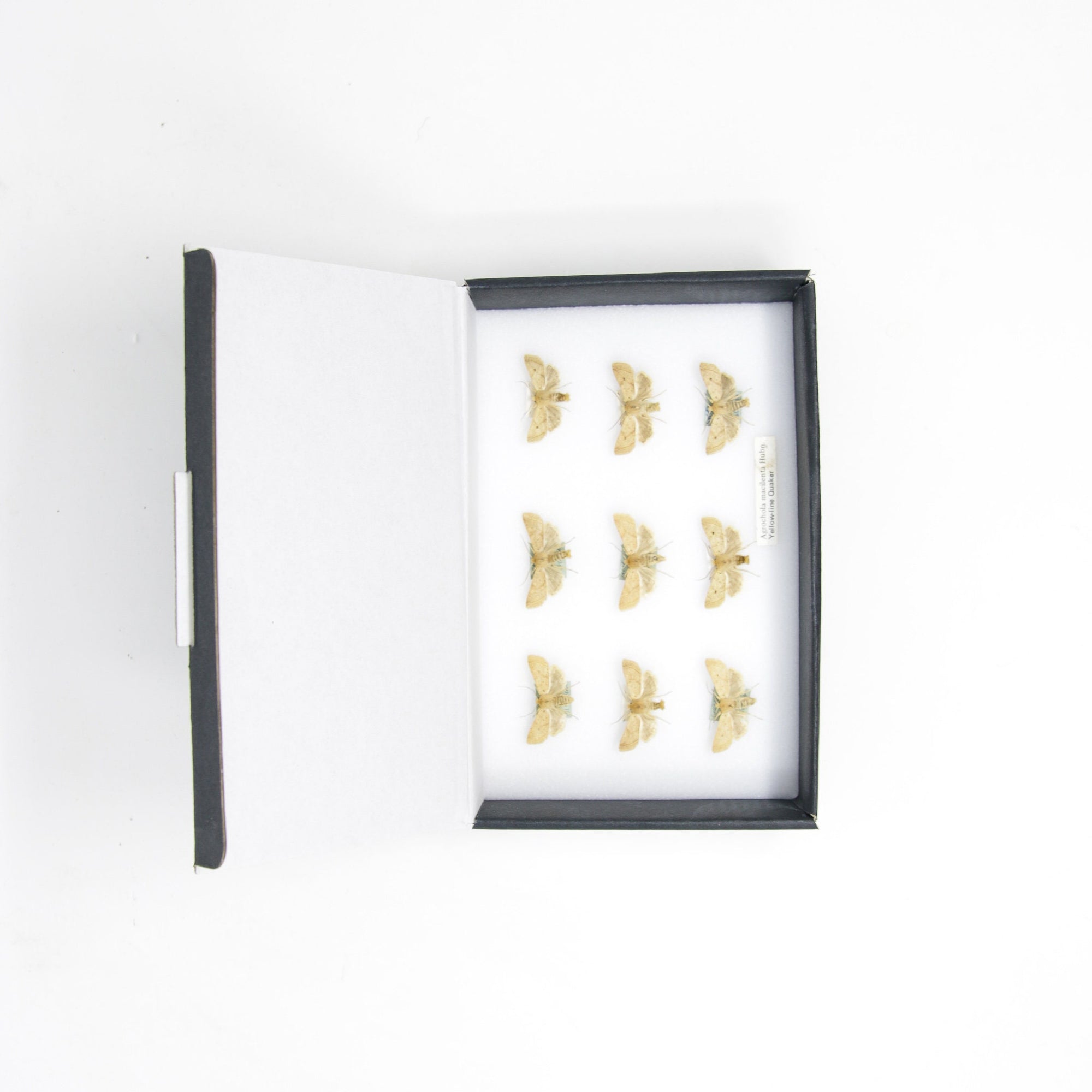 A Boxed Collection of Pretty Vintage Moths, Yellow-line Quaker Moths with Scientific Collection Data, A1 Quality, Entomology Specimens #AU07