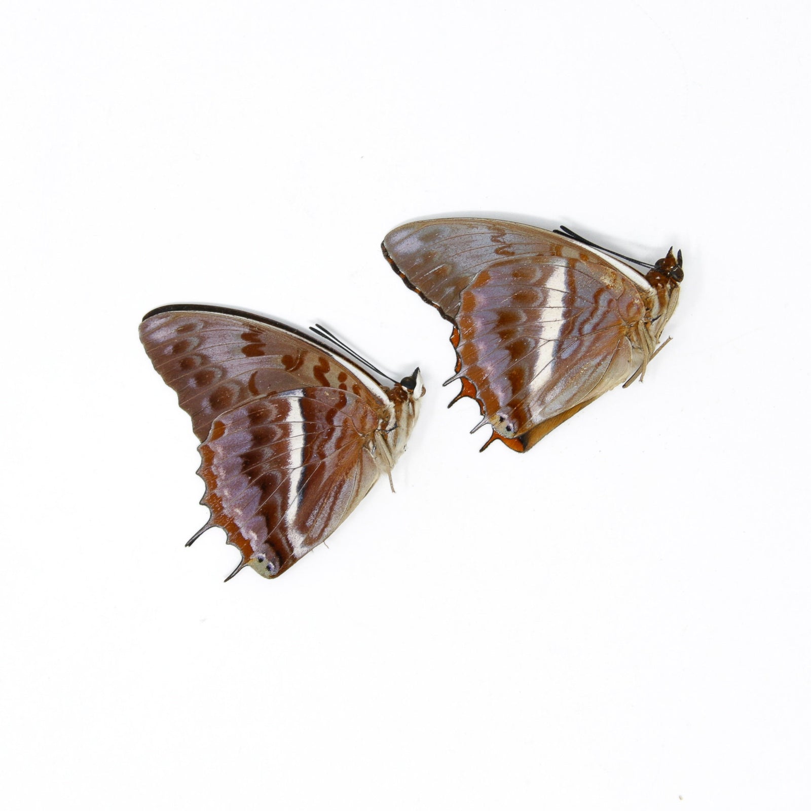 TWO (2) The Western-Red Charaxes (Charaxes cynthia) Dry-Preserved Specimens, Entomology Taxidermy Lepidoptera Butterflies