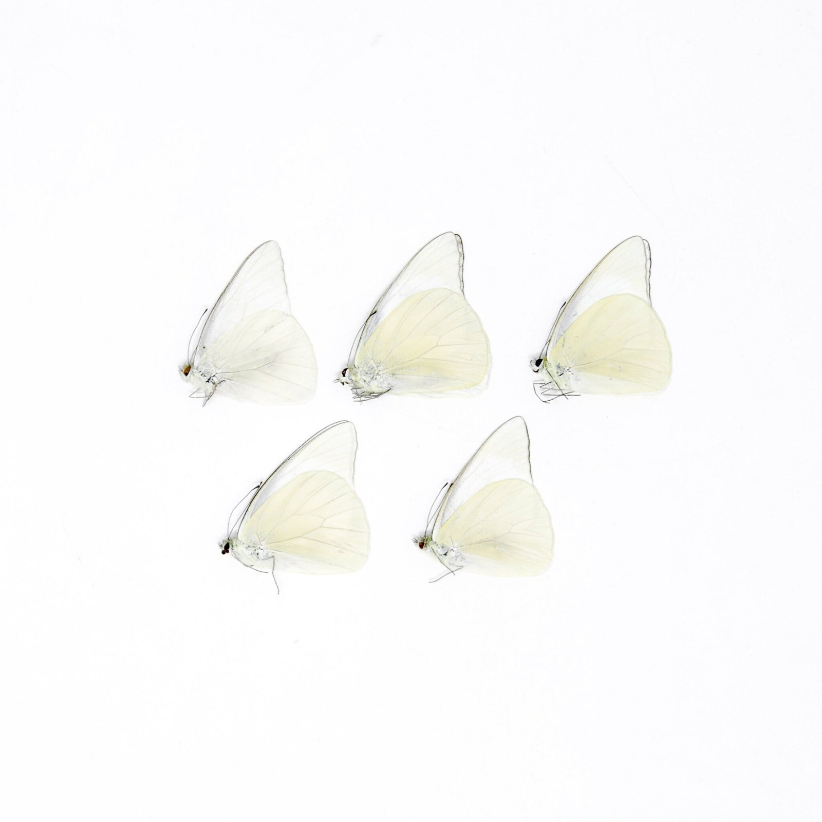 FIVE (5) Appias albina, A1 The White Albatross Butterfly, Dry-Preserved Specimens, Entomology Taxidermy Lepidoptera Butterflies