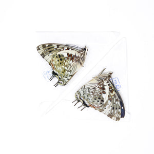 TWO (2) The Savannah Charaxes A1 (Charaxes etesipe) Dry-Preserved Specimens, Entomology Taxidermy Lepidoptera Butterflies