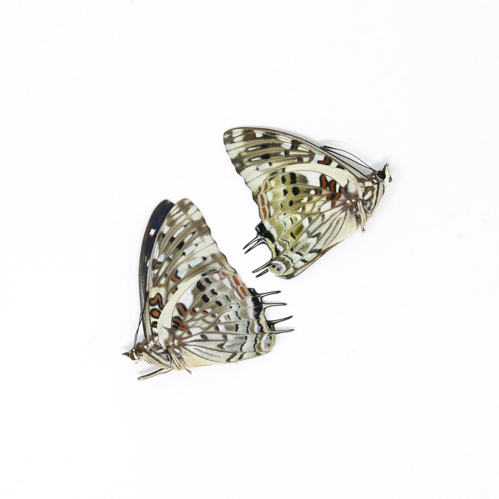 TWO (2) The Savannah Charaxes A1 (Charaxes etesipe) Dry-Preserved Specimens, Entomology Taxidermy Lepidoptera Butterflies