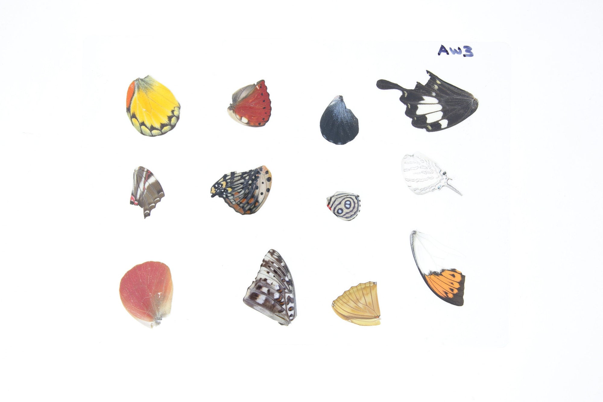 Laminated Sheet of Real Butterfly Wings | A5 Glossy 80 mic 154 x 216mm #AW3