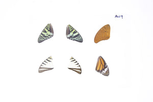 Laminated Sheet of Real Butterfly Wings | A5 Glossy 80 mic 154 x 216mm #AW9