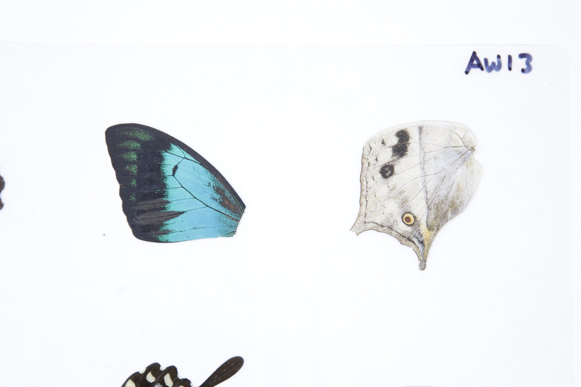 Laminated Sheet of Real Butterfly Wings | A5 Glossy 80 mic 154 x 216mm #AW13