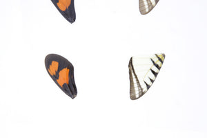 Laminated Sheet of Real Butterfly Wings | A5 Glossy 80 mic 154 x 216mm #AW14