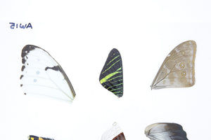 Laminated Sheet of Real Butterfly Wings | A5 Glossy 80 mic 154 x 216mm #AW15