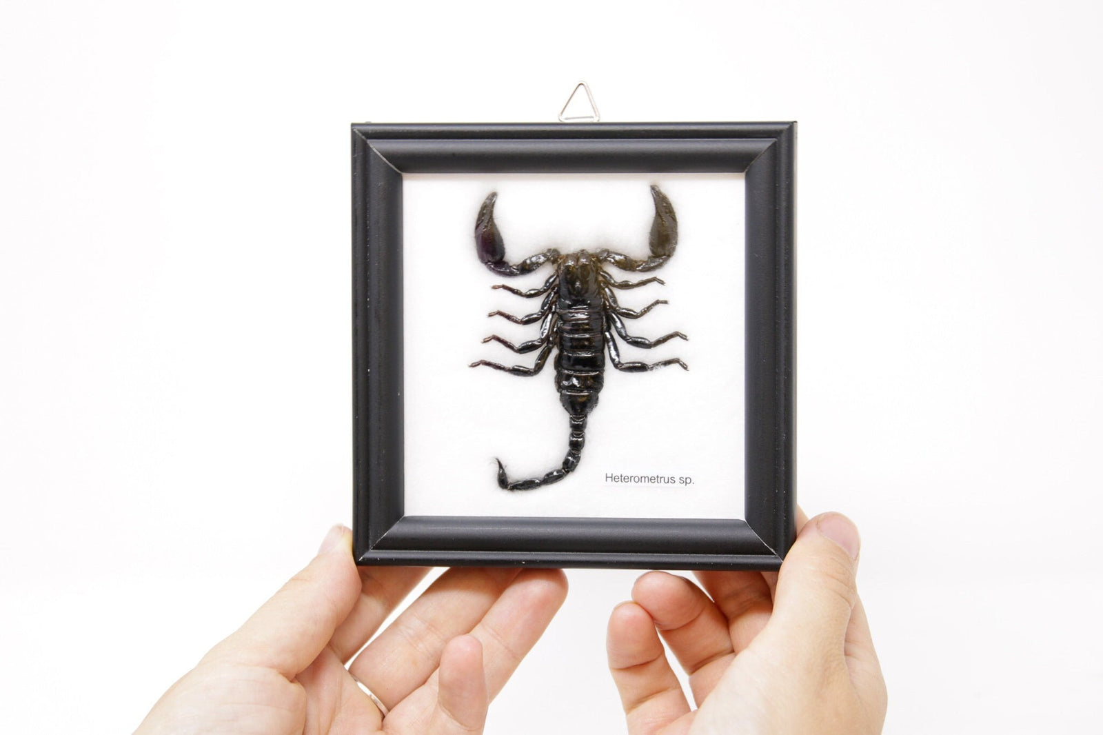 12 x Thai Black Forest Scorpions (Hetrometrus sp.) Wholesale Framed Specimens