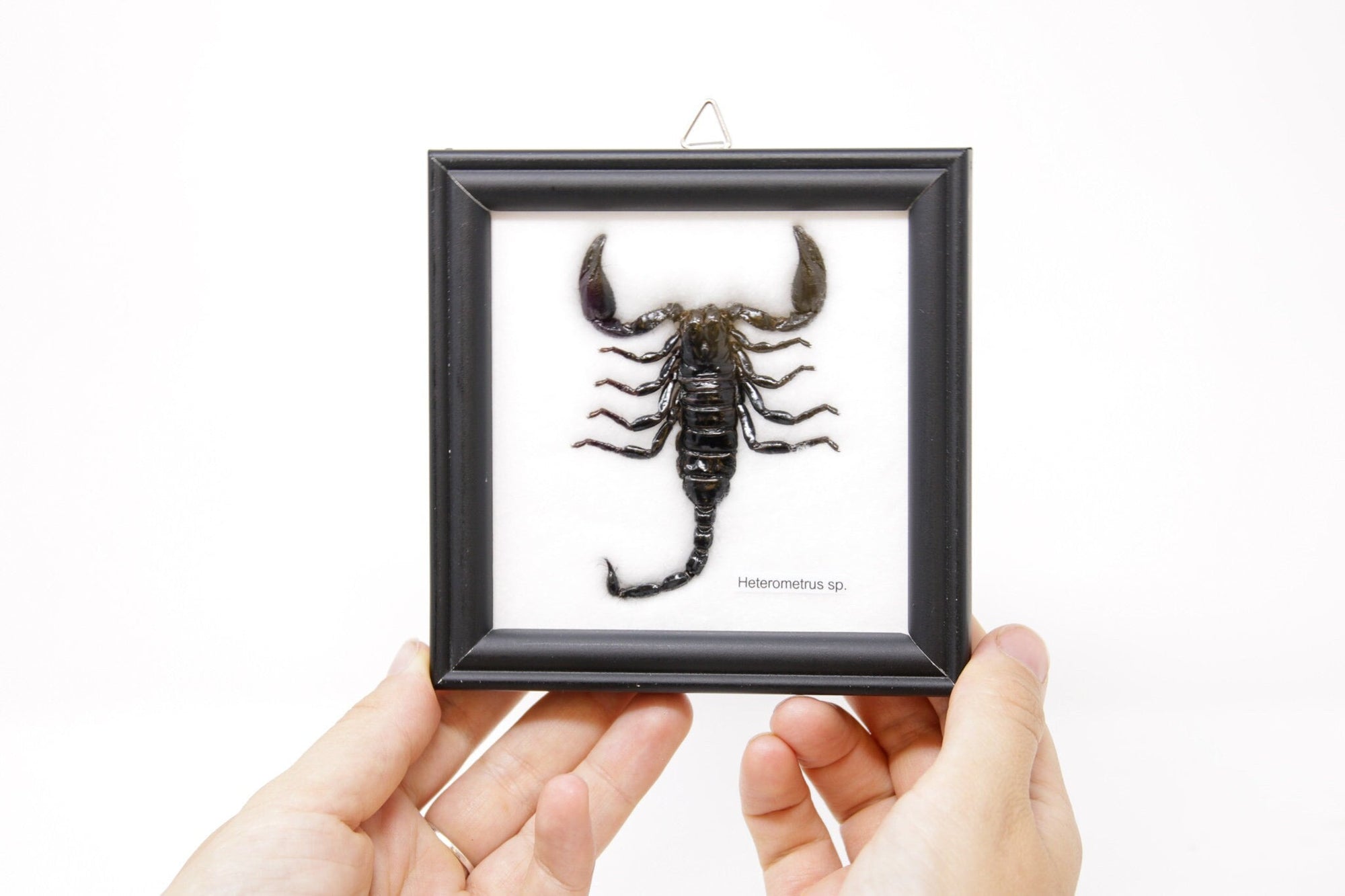 WHOLESALE PACK 12 FRAMES Thai Black Forest Scorpions (Hetrometrus sp.) Wall Hanging Frames Home Décor 5 x 5 In. Gift Boxed