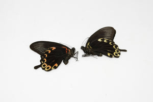 2 x The Scarlet Mormon | Papilio deiphobus A1- | Unmounted Papered Butterfly Entomology Specimens