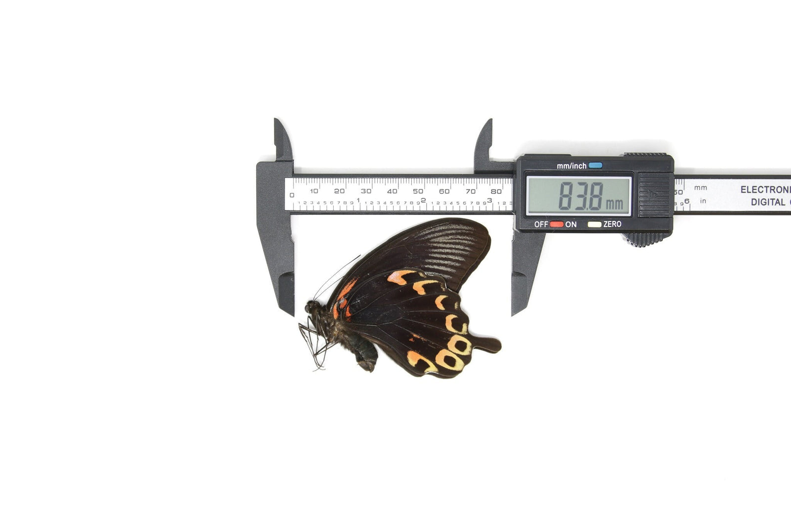 2 x The Scarlet Mormon | Papilio deiphobus A1 | Unmounted Papered Butterfly Entomology Specimens