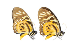 2 x The Orange Mimic-Swallowtail, Papilio zagreus A1, Unmounted Papered Butterflies, Entomology Specimens