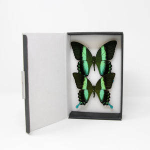 TWO (2) Green Swallowtail Butterflies (Papilio blumei) A1 SPREAD-SPECIMENS