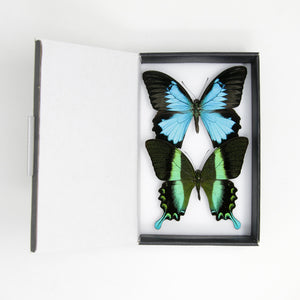 TWO (2) Real Green & Blue Swallowtail Butterflies (Papilio blumei, P. ulysses) A1 Quality SET SPECIMENS, Lepidoptera Entomology Box #SE59