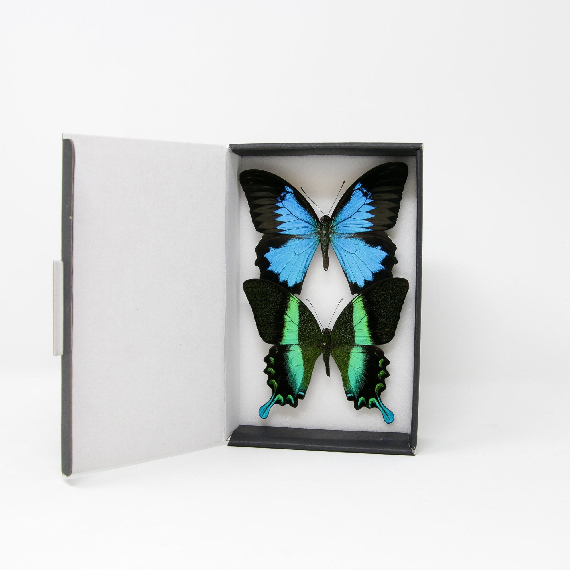 TWO (2) Real Green & Blue Swallowtail Butterflies (Papilio blumei, P. ulysses) A1 Quality SET SPECIMENS, Lepidoptera Entomology Box #SE59