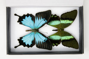 TWO (2) Real Green & Blue Swallowtail Butterflies (Papilio blumei, P. ulysses) A1 Quality SET SPECIMENS, Lepidoptera Entomology Box #SE60