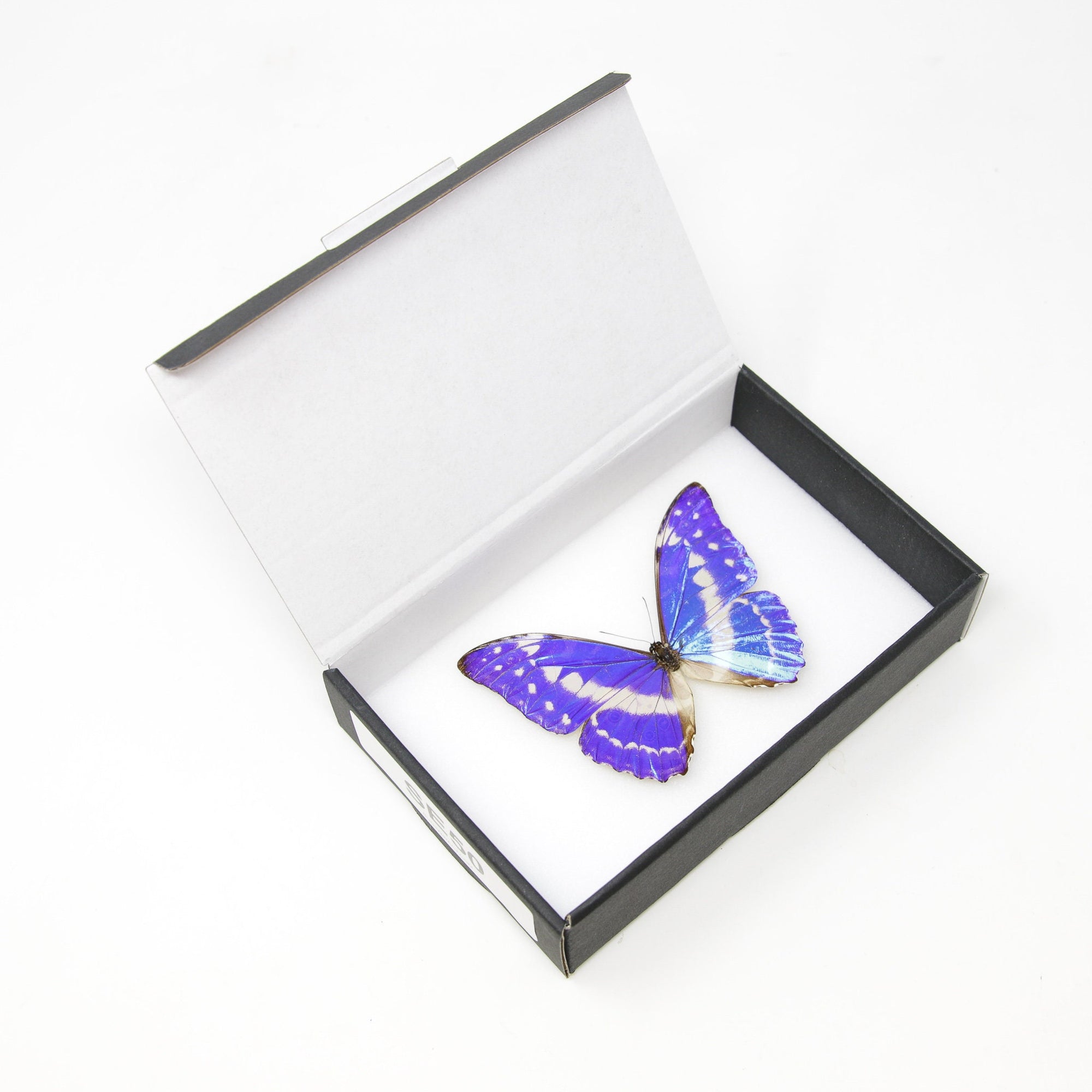 Cypris Morpho Butterfly (Morpho cypris) A1- SET SPECIMEN