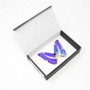The Cypris Morpho Butterfly (Morpho cypris) A1- Quality SET SPECIMENS, Lepidoptera Entomology Box #SE50