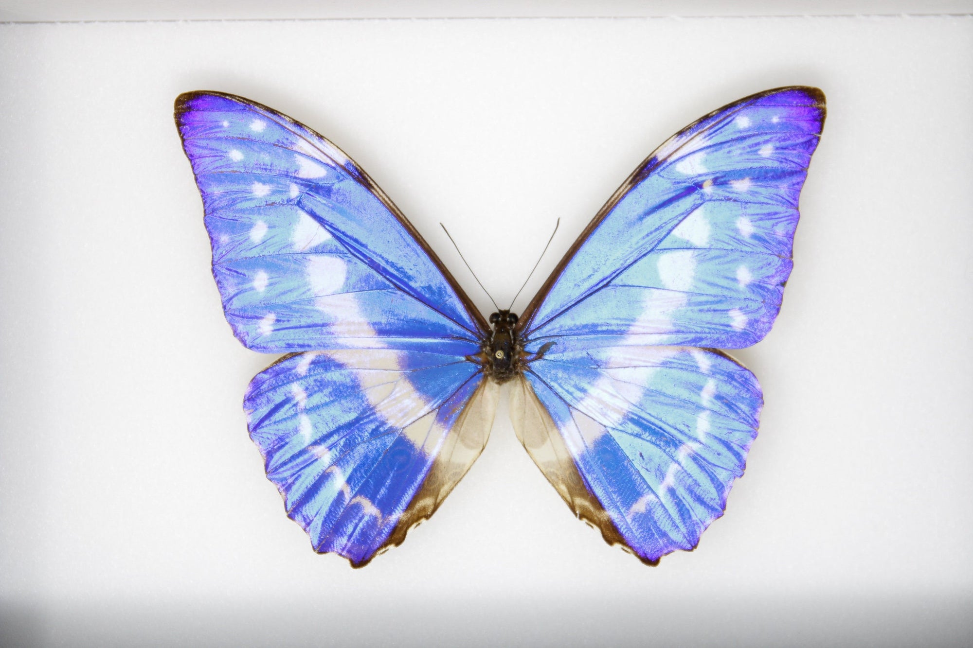 The Cypris Morpho Butterfly (Morpho cypris) A1- Quality SET SPECIMENS, Lepidoptera Entomology Box #SE50