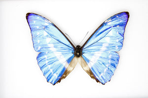 The Cypris Morpho Butterfly (Morpho cypris) A1- Quality SET SPECIMENS, Lepidoptera Entomology Box #SE51