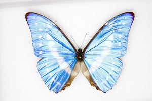 The Cypris Morpho Butterfly (Morpho cypris) A1- Quality SET SPECIMENS, Lepidoptera Entomology Box #SE49