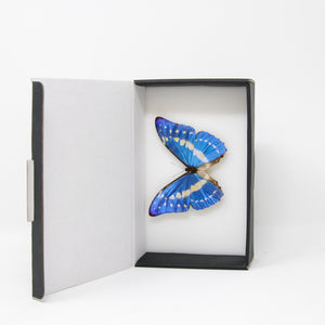 The Cypris Morpho Butterfly (Morpho cypris) A1- Quality SET SPECIMENS, Lepidoptera Entomology Box #SE49