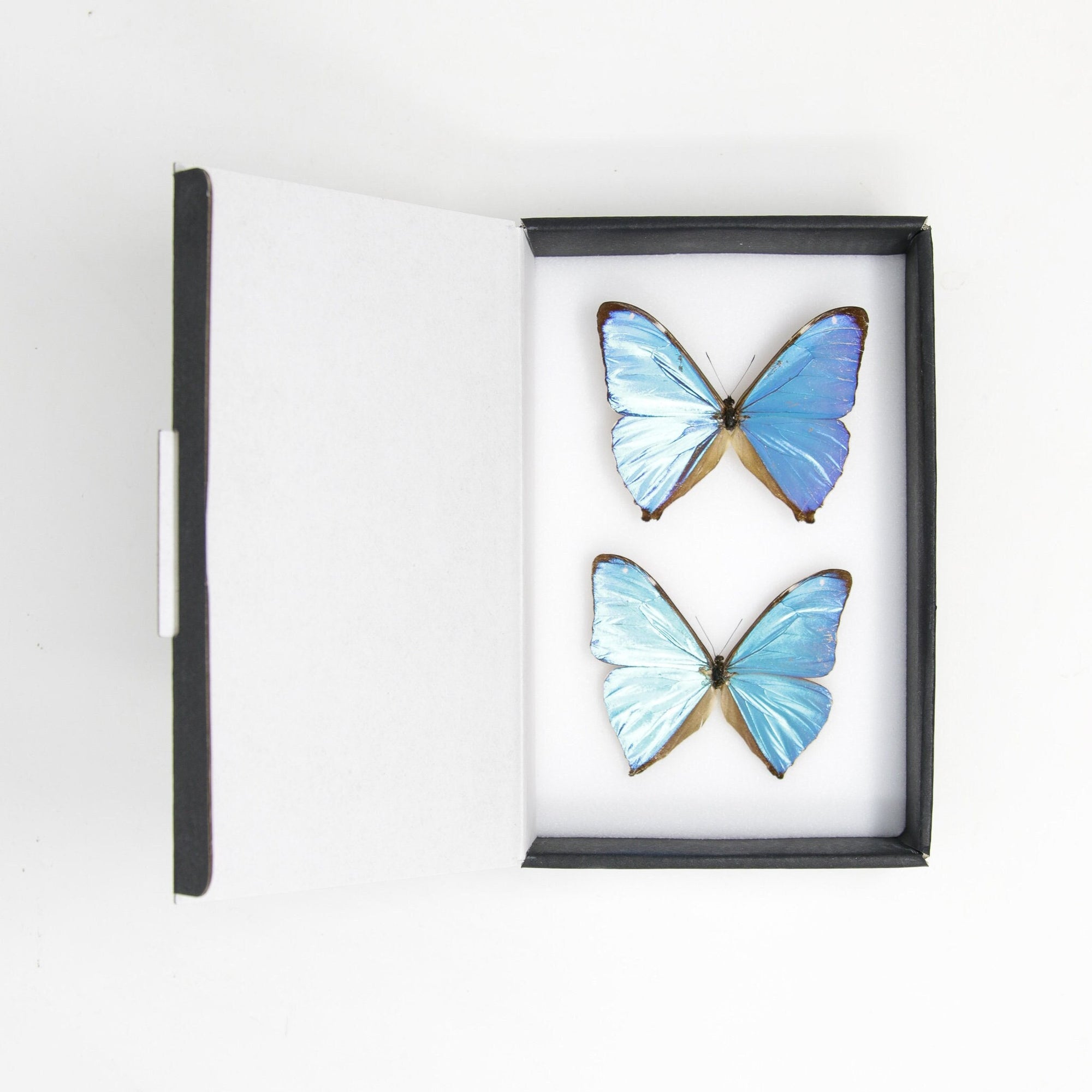 TWO (2) The Aega Morpho Butterflies (Morpho aega) A1- Quality SET SPECIMENS, Lepidoptera Entomology Box #SE47