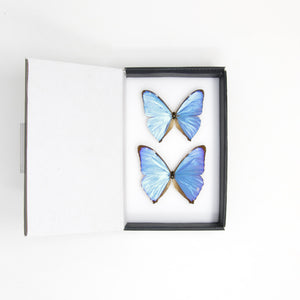TWO (2) The Aega Morpho Butterflies (Morpho aega) A1- Quality SET SPECIMENS, Lepidoptera Entomology Box #SE45