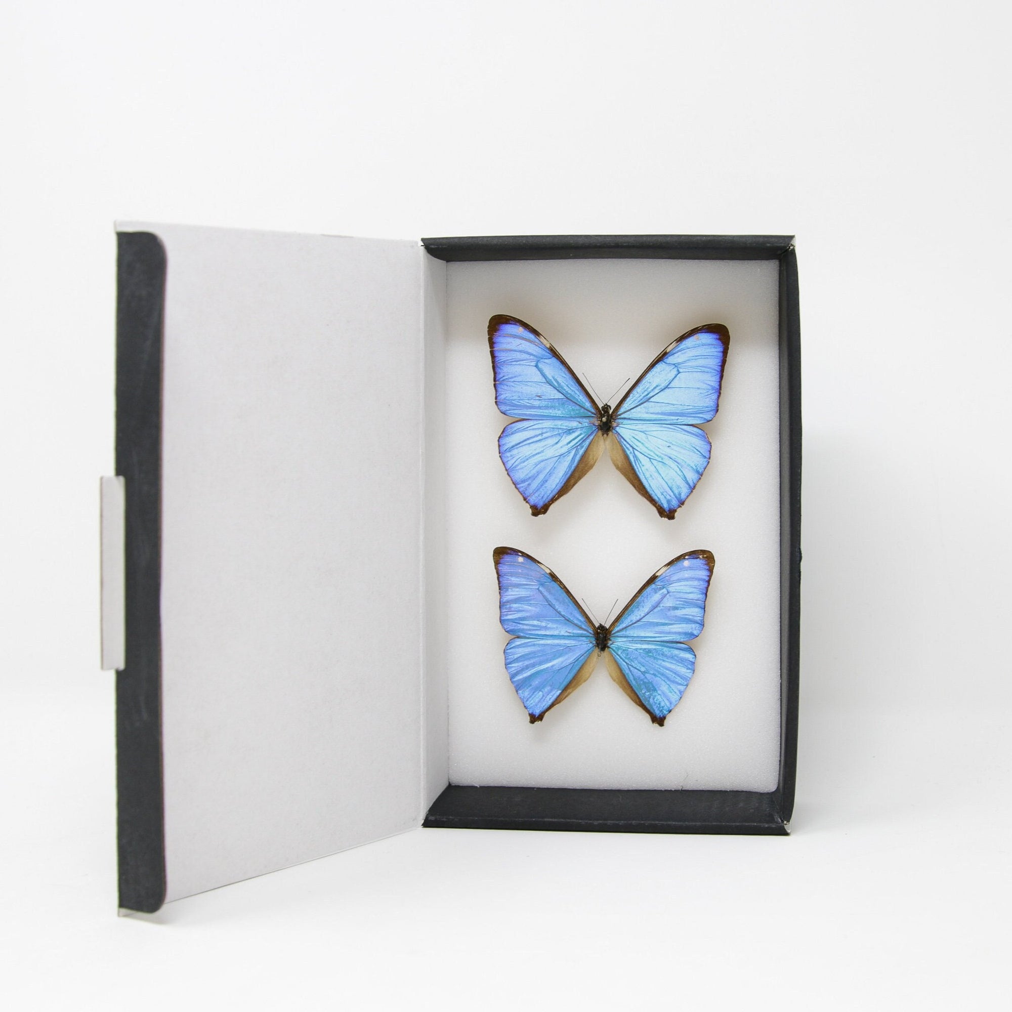TWO (2) The Aega Morpho Butterflies (Morpho aega) A1- Quality SET SPECIMENS, Lepidoptera Entomology Box #SE44