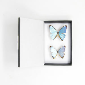 TWO (2) Blue Morpho Butterflies (Morpho aega / M. portis) A1- Quality SET SPECIMENS, Lepidoptera Entomology Box #SE38