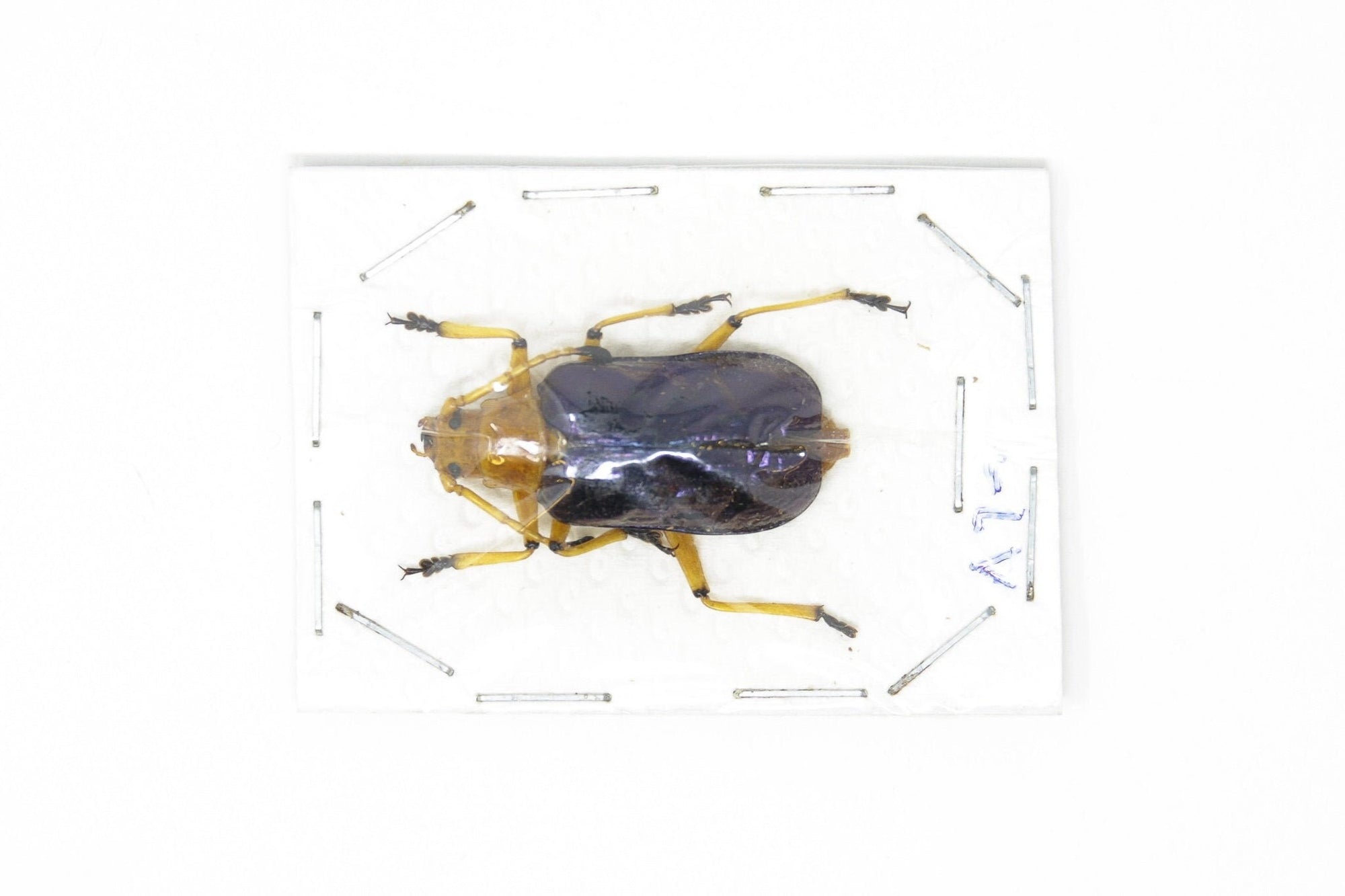 Insect Specimen from Thailand 2021 No.AU04