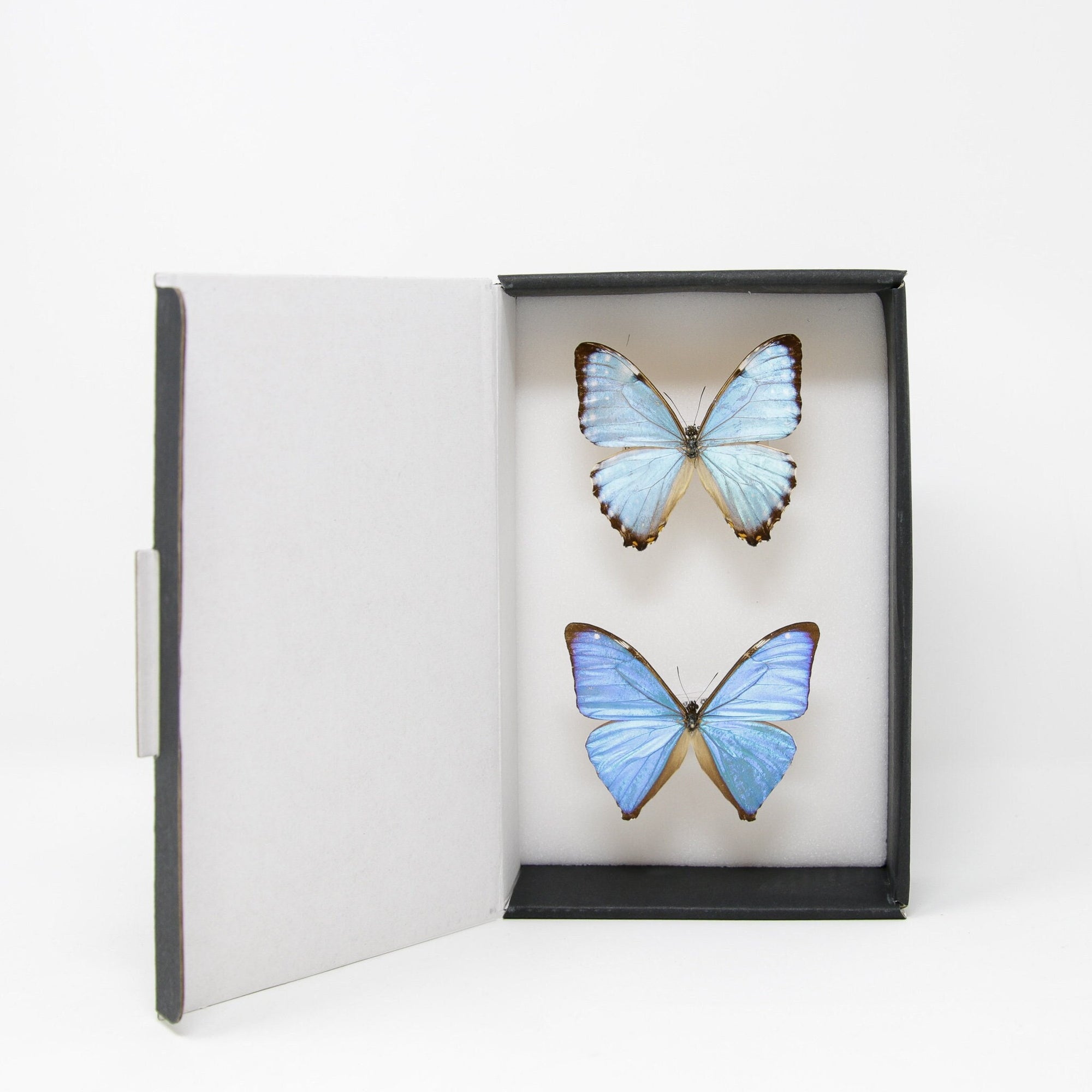 TWO (2) Blue Morpho Butterflies (Morpho aega / M. portis) A1- Quality SET SPECIMENS, Lepidoptera Entomology Box #SE36