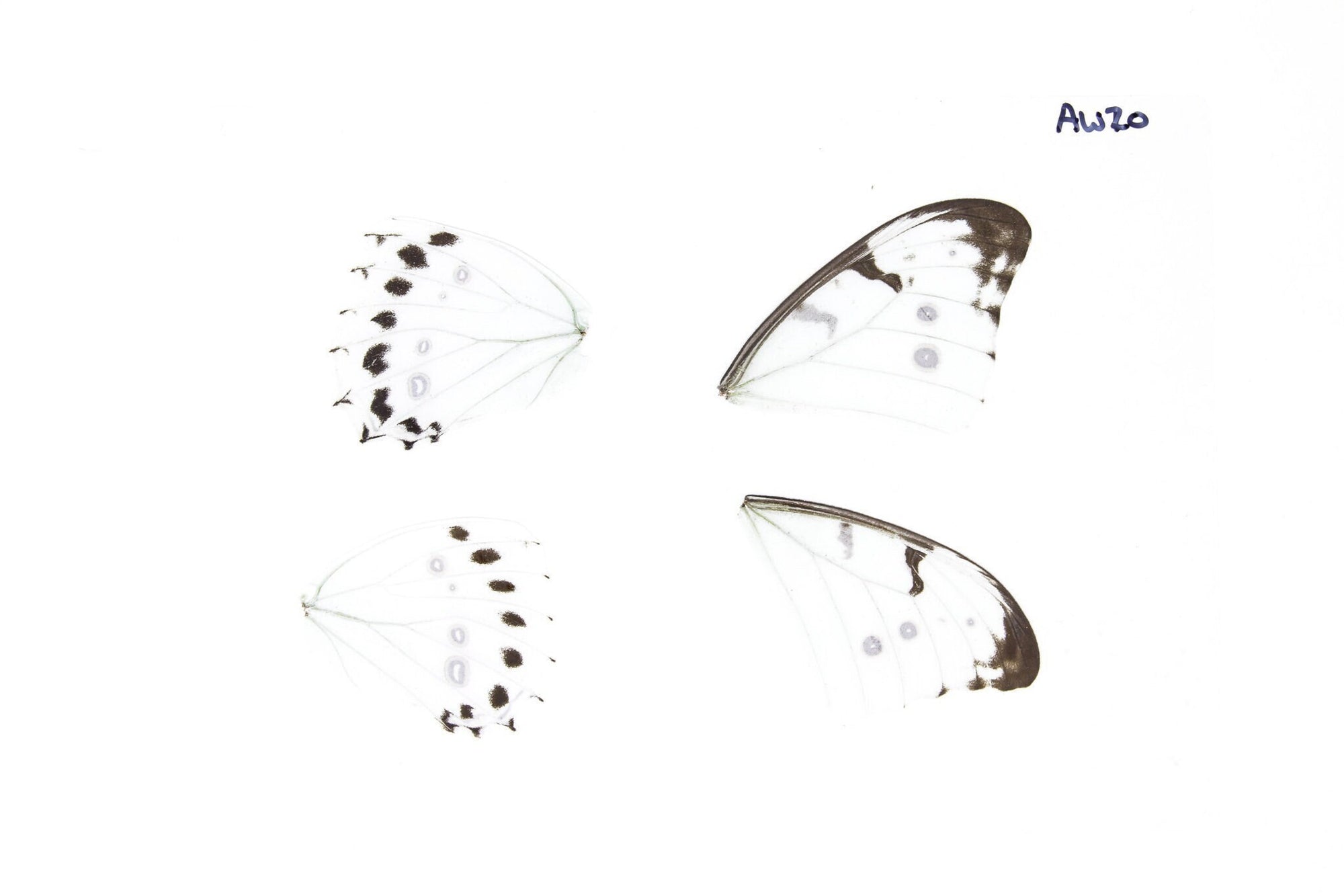 Laminated Sheet of Real Butterfly Wings | A5 Glossy 80 mic 154 x 216mm #AW20