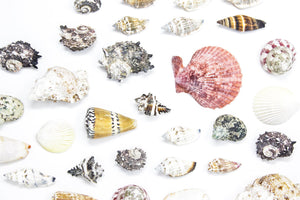 Tropical Sea Shells Collection, Ideal for Collecting, Arts & Crafts, Still Life Drawing, Photography