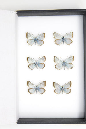 A Collection of Chalkhill Blue Butterflies (Lysandra coridon) with Scientific Collection Data, A1 Quality, Real Lepidoptera Specimens #SE01