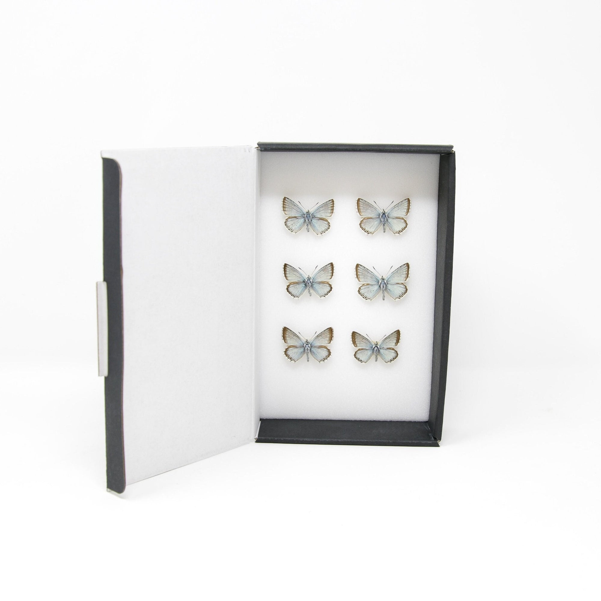 A Collection of Chalkhill Blue Butterflies (Lysandra coridon) with Scientific Collection Data, A1 Quality, Real Lepidoptera Specimens #SE01