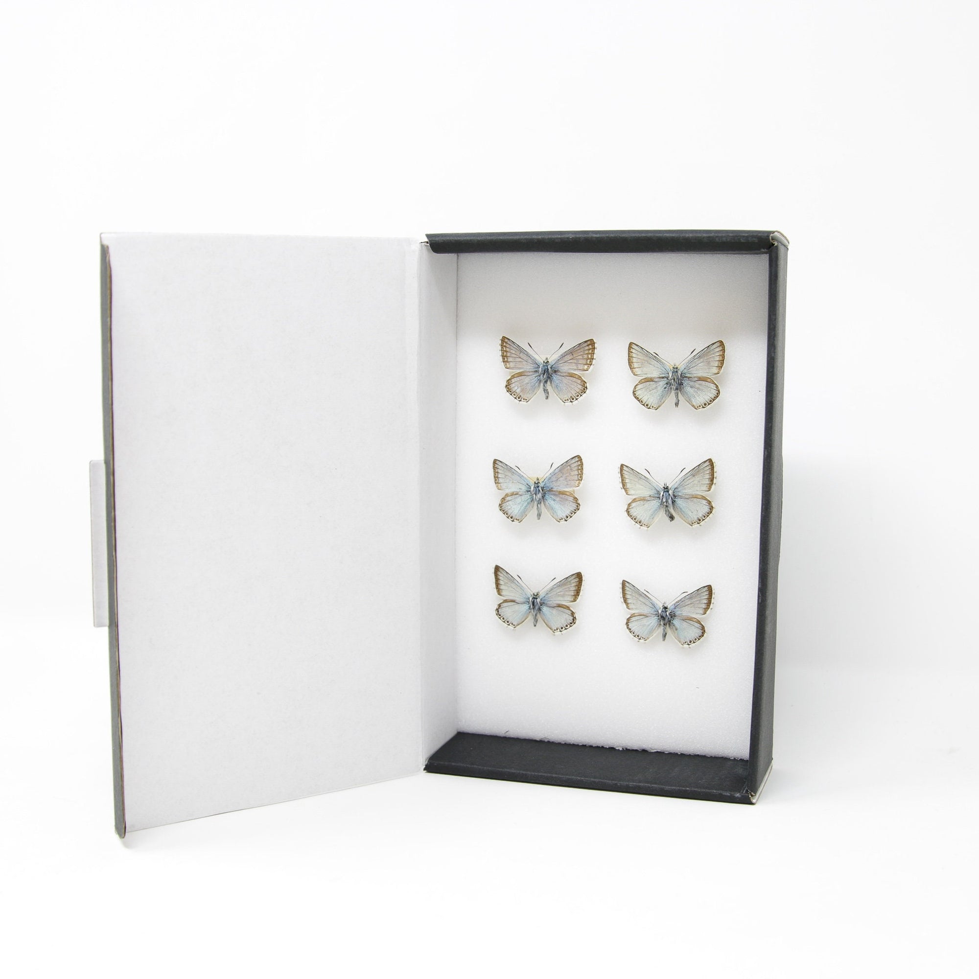 A Collection of Chalkhill Blue Butterflies (Lysandra coridon) with Scientific Collection Data, A1 Quality, Real Lepidoptera Specimens #SE02