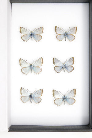 A Collection of Chalkhill Blue Butterflies (Lysandra coridon)  with Scientific Collection Data, A1 Quality, Real Lepidoptera Specimens #SE03