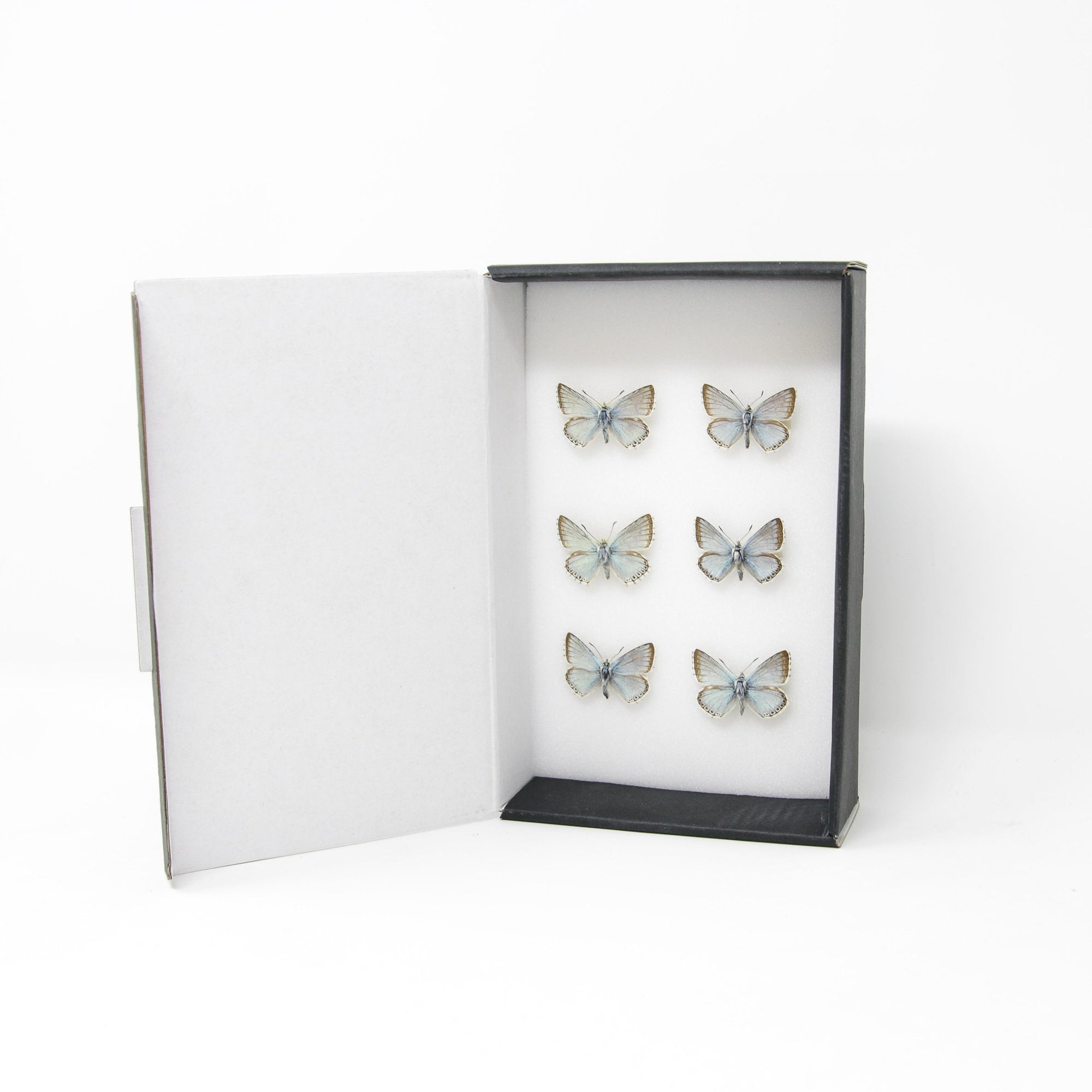 A Collection of Chalkhill Blue Butterflies (Lysandra coridon)  with Scientific Collection Data, A1 Quality, Real Lepidoptera Specimens #SE03