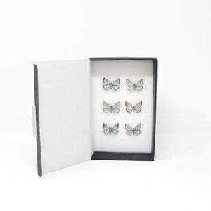 A Collection of Chalkhill Blue Butterflies (Lysandra coridon) with Scientific Collection Data, A1 Quality, Real Lepidoptera Specimens #SE04
