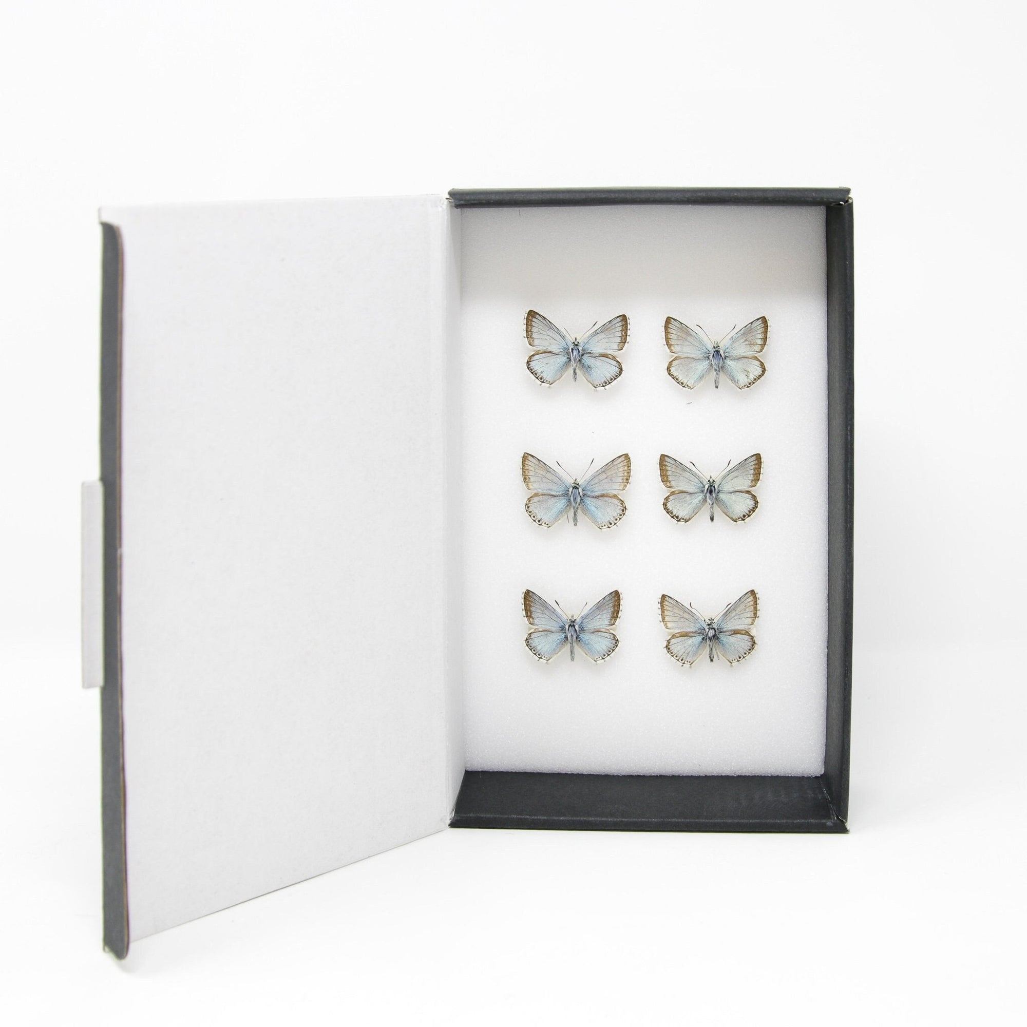 A Collection of Chalkhill Blue Butterflies (Lysandra coridon) with Scientific Collection Data, A1 Quality, Real Lepidoptera Specimens #SE04