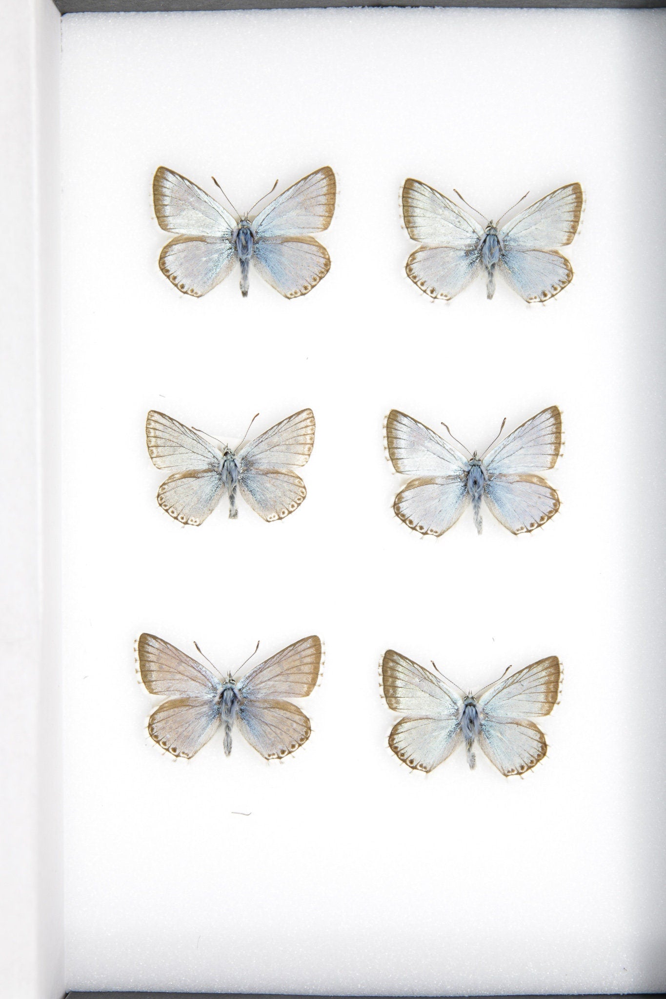 A Collection of Chalkhill Blue Butterflies (Lysandra coridon) with Scientific Collection Data, A1 Quality, Real Lepidoptera Specimens #SE05
