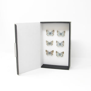 A Collection of Chalkhill Blue Butterflies (Lysandra coridon) with Scientific Collection Data, A1 Quality, Real Lepidoptera Specimens #SE05