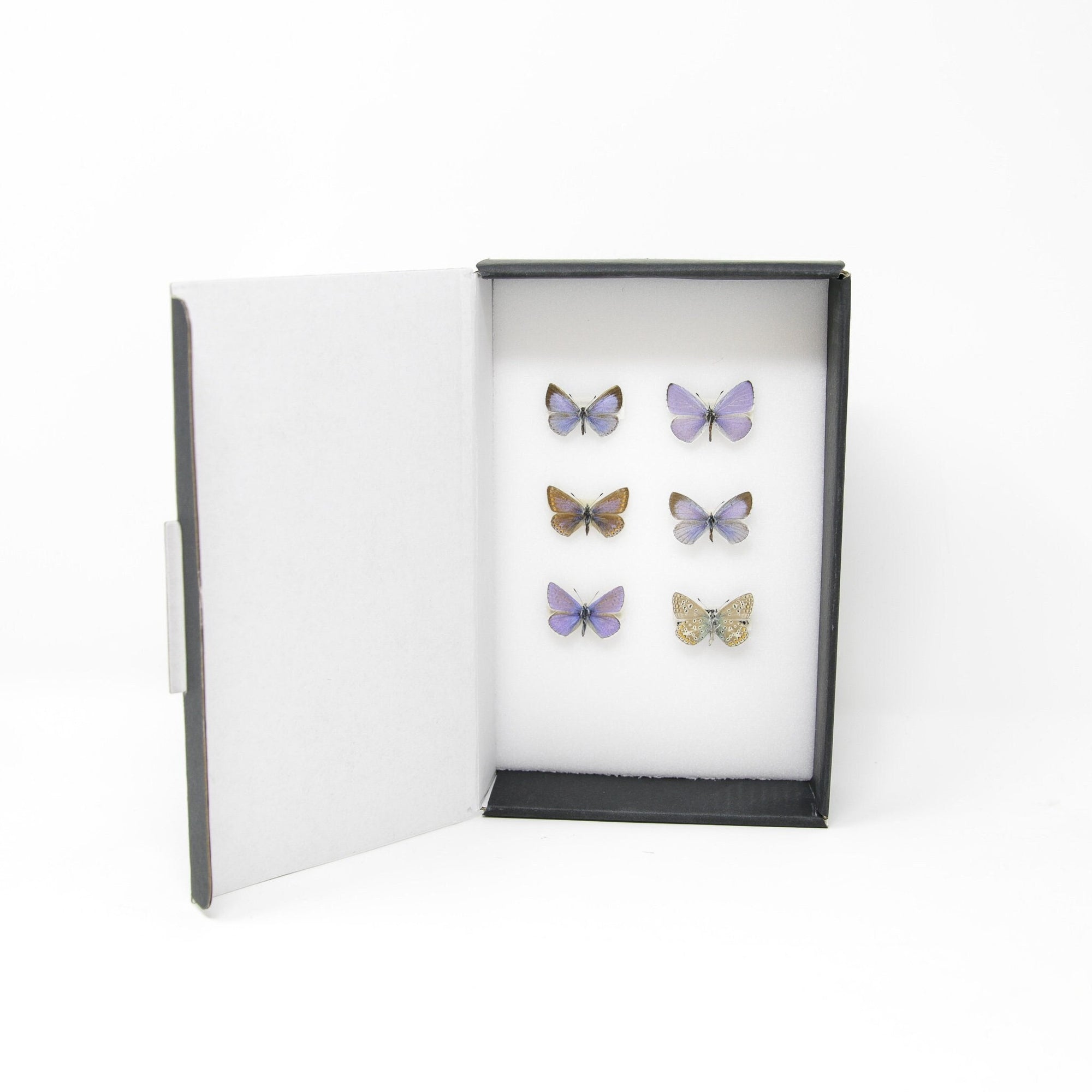 A Collection of Palearctic Blue Butterflies (Various species) A1 Quality SET SPECIMENS, Lepidoptera Entomology Box #SE09