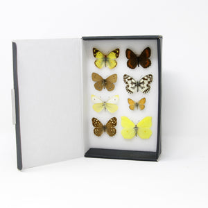A Boxed Collection of Pretty Vintage Butterflies with Scientific Collection Data, A1 Quality, Entomology, Real Lepidoptera Specimens #AU02