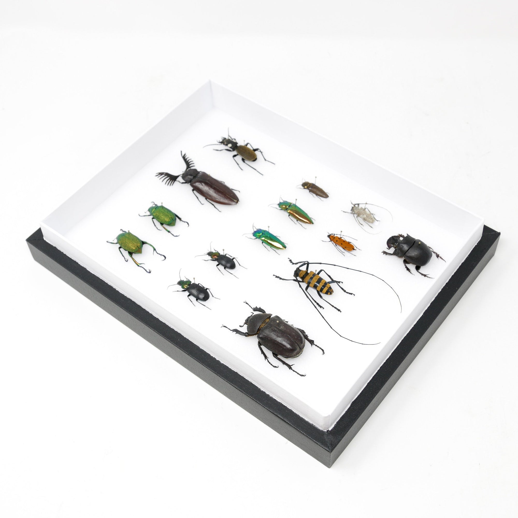 Various Beetles Pinned Insect Collection with Scientific Data | A1 Mounted Beetle Specimens in a Museum Entomology Box Frame | 12x9x2 inch