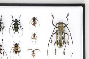 Very Fine Quality Pinned Insect Collection with Scientific Data | A1 Mounted Beetle Specimens in a Museum Entomology Box Frame | 12x9x2 inch